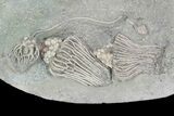 Spectacular, Crinoid Plate ( species) - Crawfordsville #92502-3
